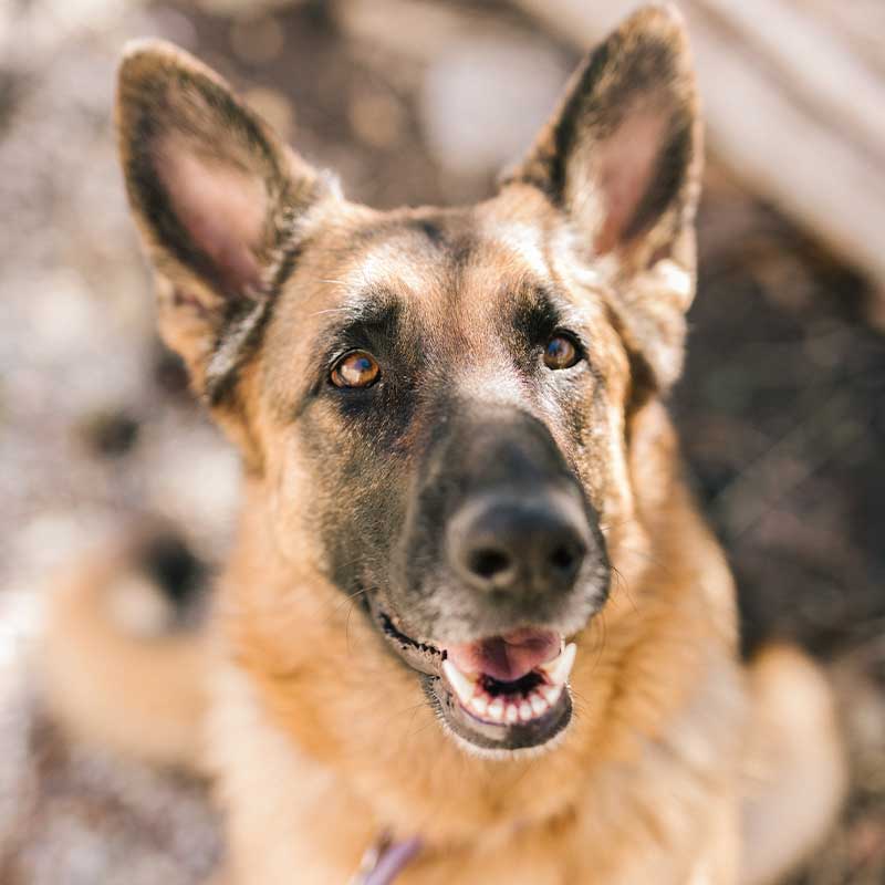 Lucy